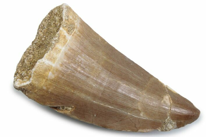 Fossil Mosasaur (Hainosaurus) Tooth - Morocco #384017